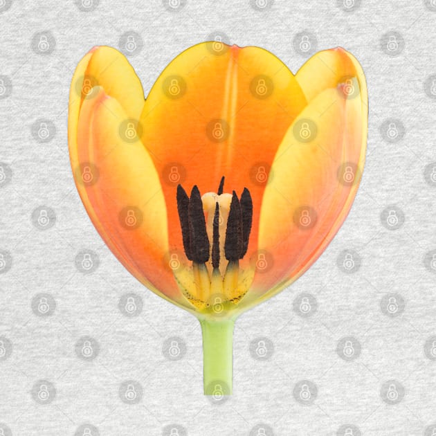 Close-up of a orange-yellowish tulip by Dolfilms